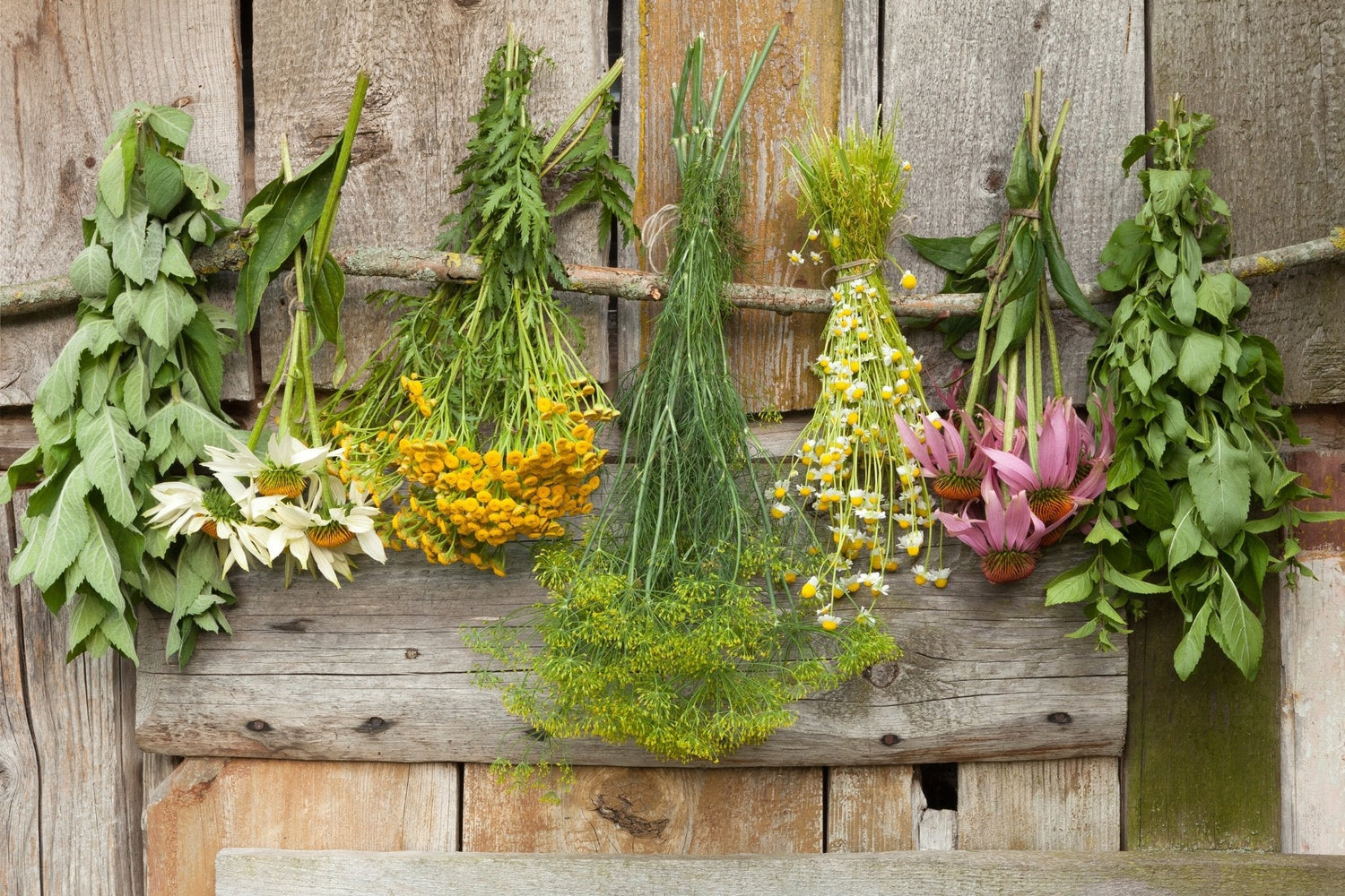 10 Herbs and Botanicals For Weight Loss: Boost Your Metabolism and Support The Health Of Your Gut - Loose Leaf Tea Market
