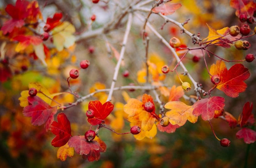 3 Amazing Berries To Help You Feel Vibrant And Energized - Loose Leaf Tea Market
