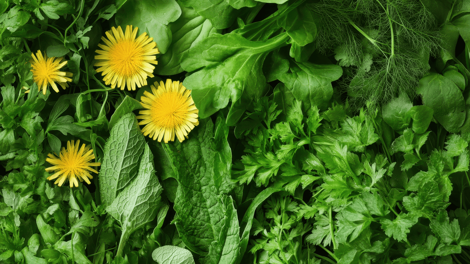 5 Common Signs Your Body Needs a Detox - Loose Leaf Tea Market