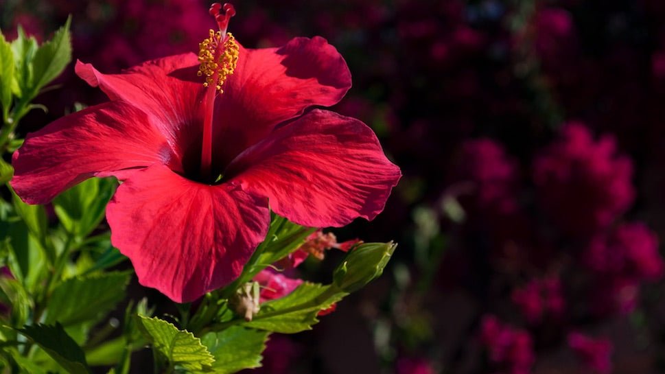 8 Reasons To Be Crazy About Hibiscus - Loose Leaf Tea Market