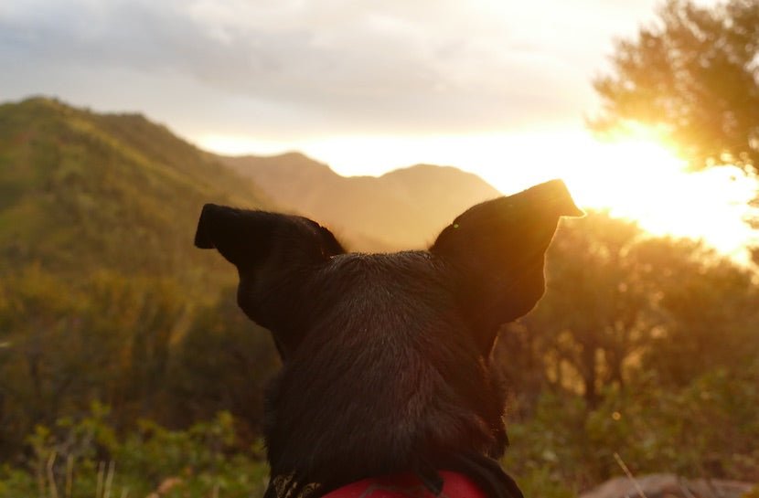 Herbs For Dogs (Because Dogs Are People Too) - Loose Leaf Tea Market