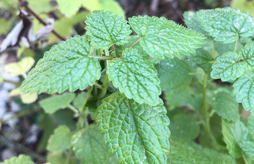 Lemon Balm For Mood Support - Loose Leaf Tea Market