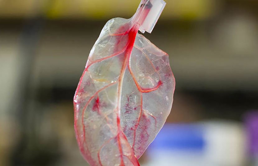 Researchers Turn Spinach Leaf Into Beating Heart Tissue - Loose Leaf Tea Market