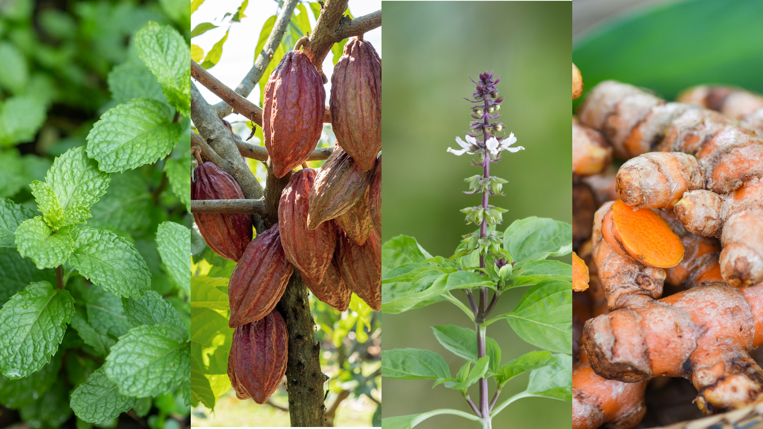 The Best Herbs for Brain Fog: 4 Herbs That Support Memory, Focus & Cognitive Health - Loose Leaf Tea Market