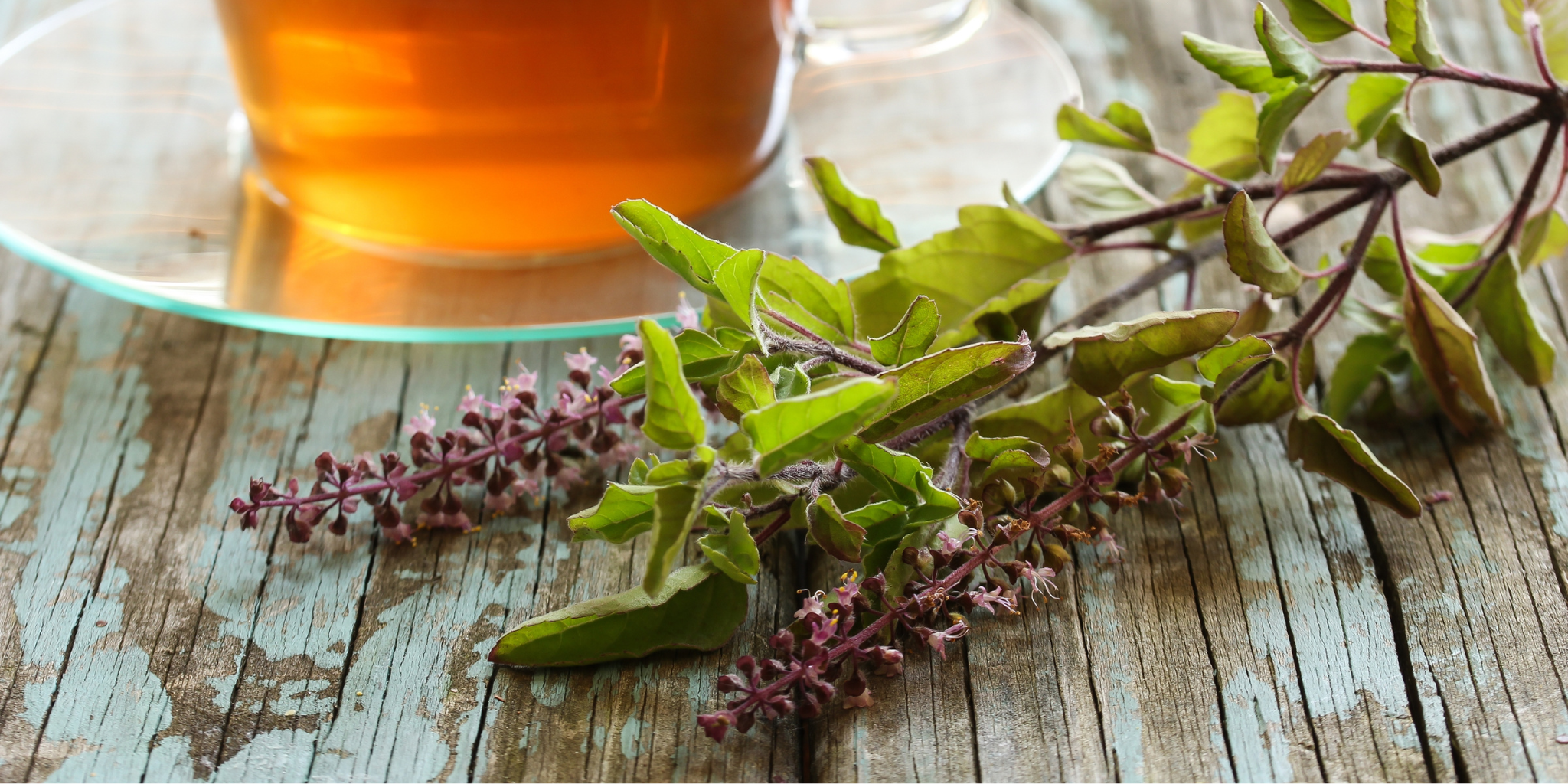 Your Power Herb: Tulsi - Loose Leaf Tea Market